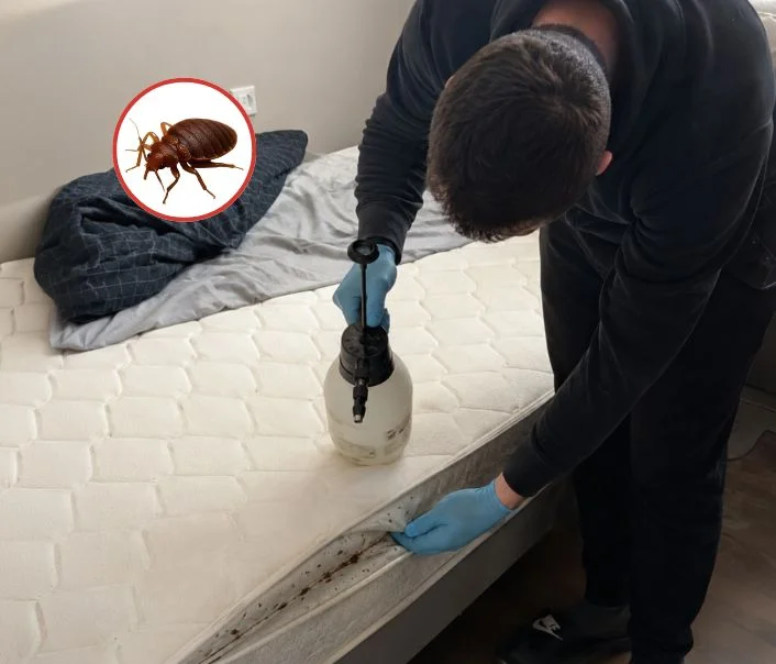 Technicien traitant un matelas contre les punaises de lit à Montlignon